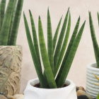 Sansevieria cylindrica Spagetti 15cm