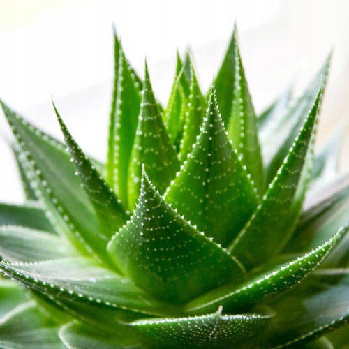 ortopédiai párna termoplasztikus ALOES 40x60cm antiallergén fehér megamix.sk