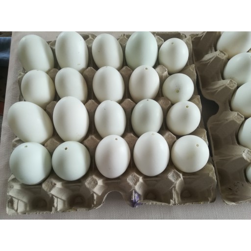 Fújt kacsa tojáshéj 10 db húsvéti tojás díszítő omegamix.hu
